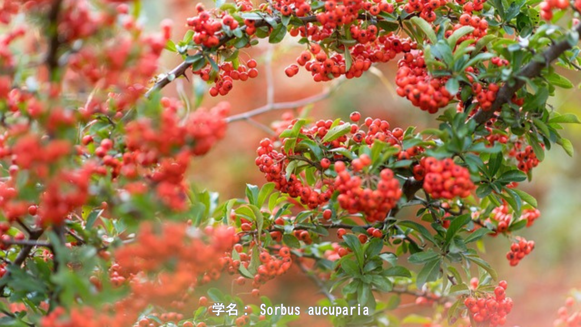 ブリギッドとローワン – 炎の女神と魔除けの木 アイキャッチ