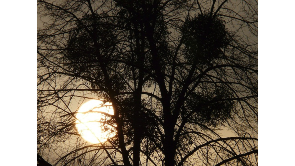 冬至のドルイド儀式 - 月明かりの下の森