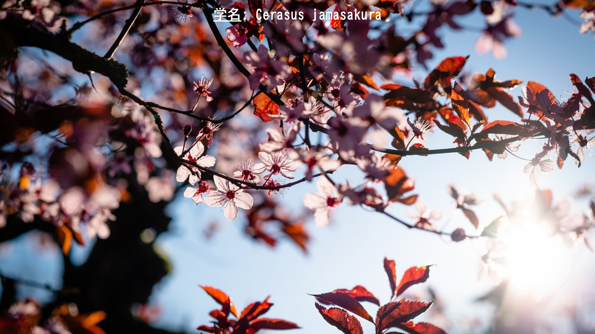 日本の桜 – 種類と物語 アイキャッチ