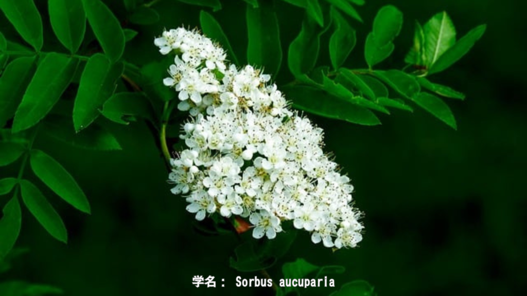 セイヨウナナカマドの花と実 - 白い花から赤い実へ