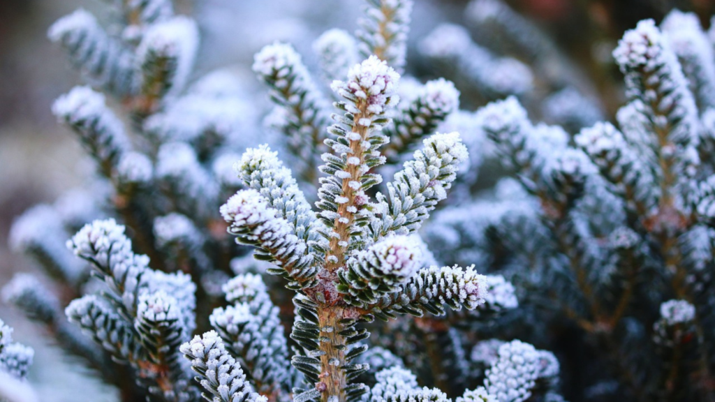 現代に生きる常緑の象徴