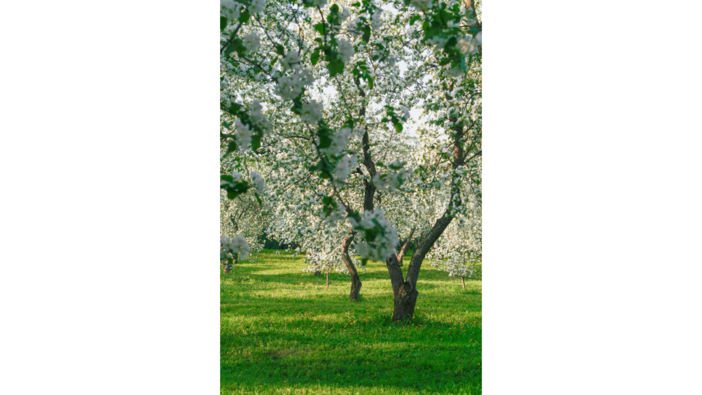 春に咲く白とピンクのリンゴの花、バラ科の美しい花