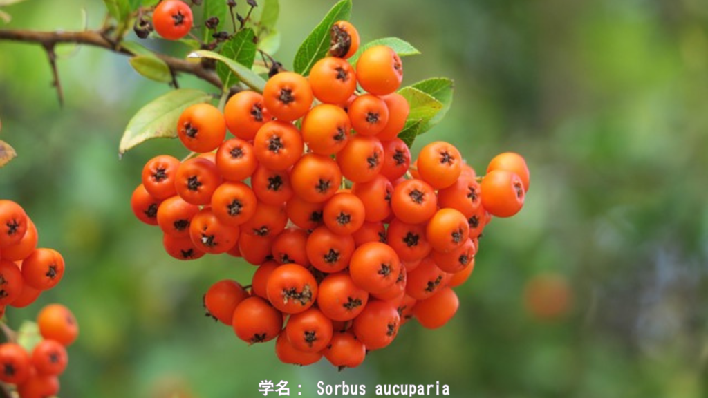 ローワンの実 - 五芒星の模様を持つ赤い守護の実