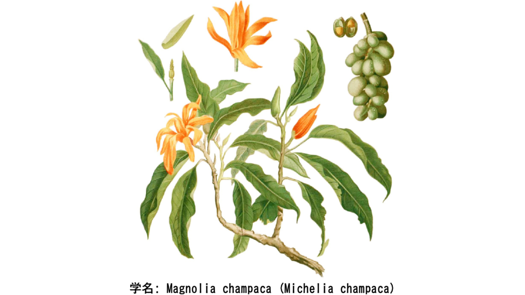 ブリハスパティへの供花として捧げられる黄金色のチャンパカ(モクレン)