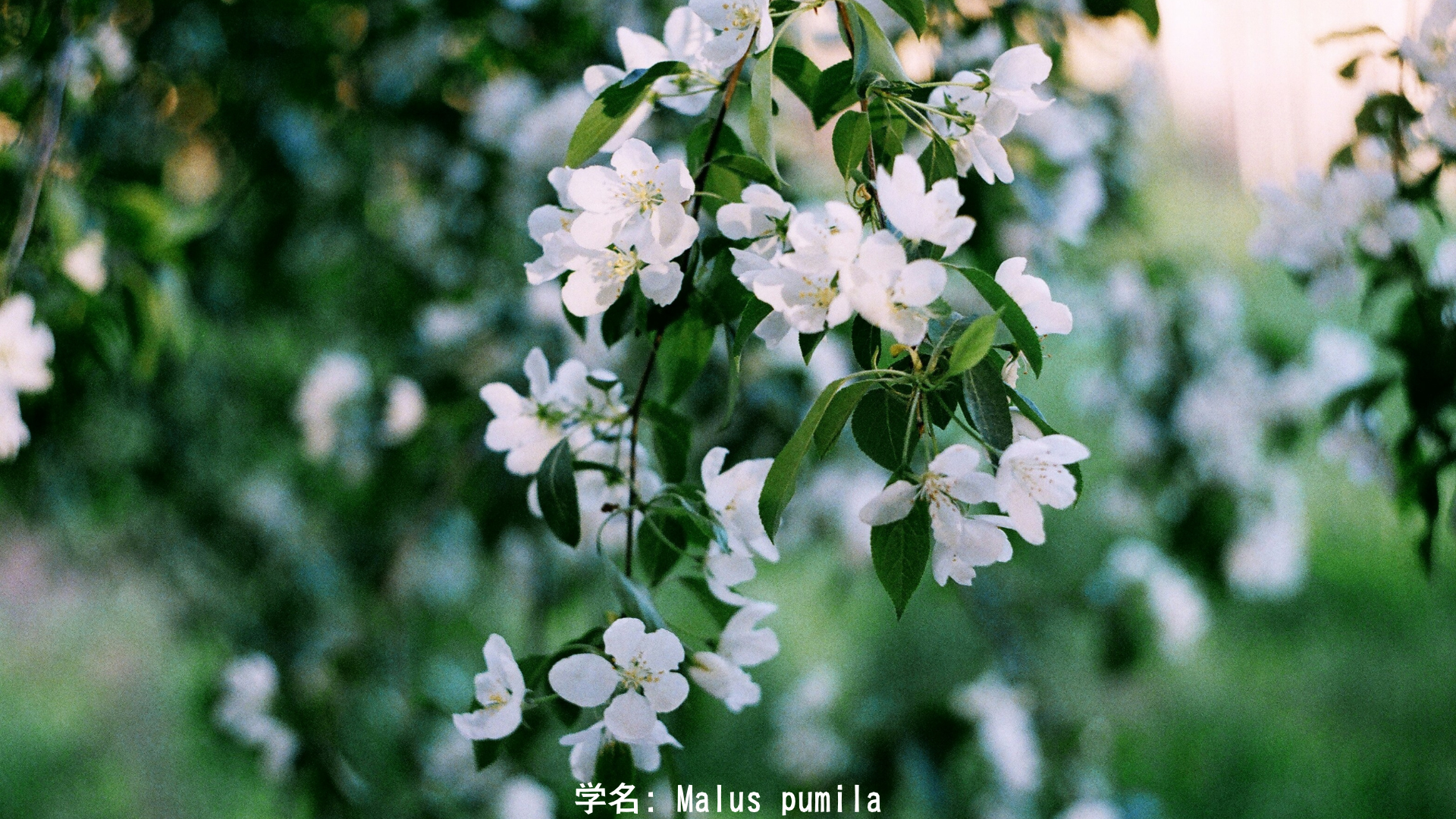 銀の枝と不老不死のリンゴ〜ブラン王子の航海とケルト神話　アイキャッチ