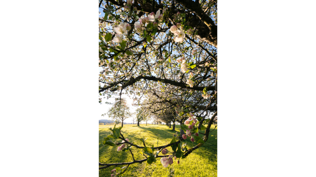 永遠に実り続けるリンゴの木、ティル・ナ・ノーグの不老不死の果実