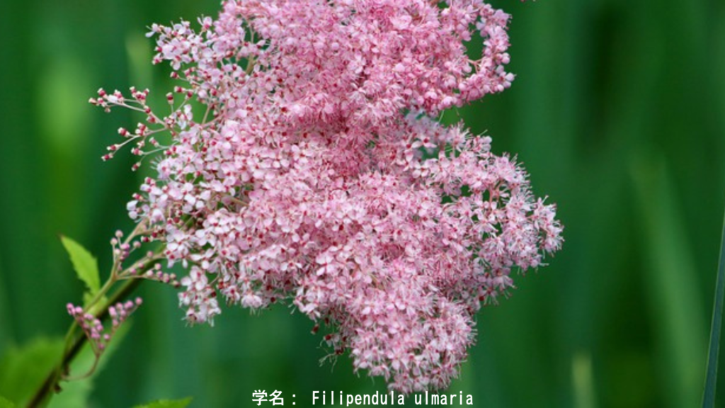 メドウスイートの花——甘い犠牲