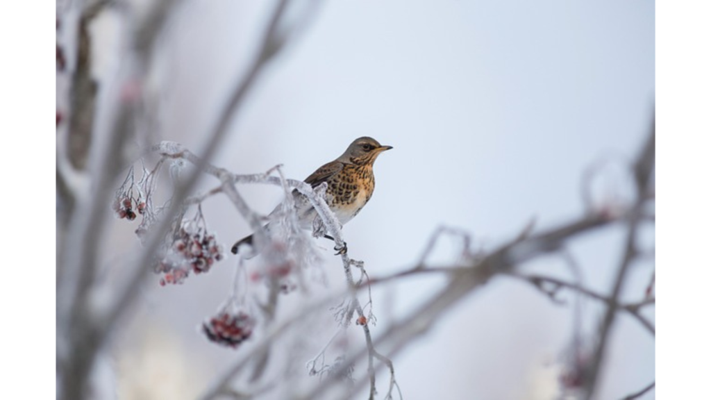 冬の風景 - 雪とローワンの赤い実