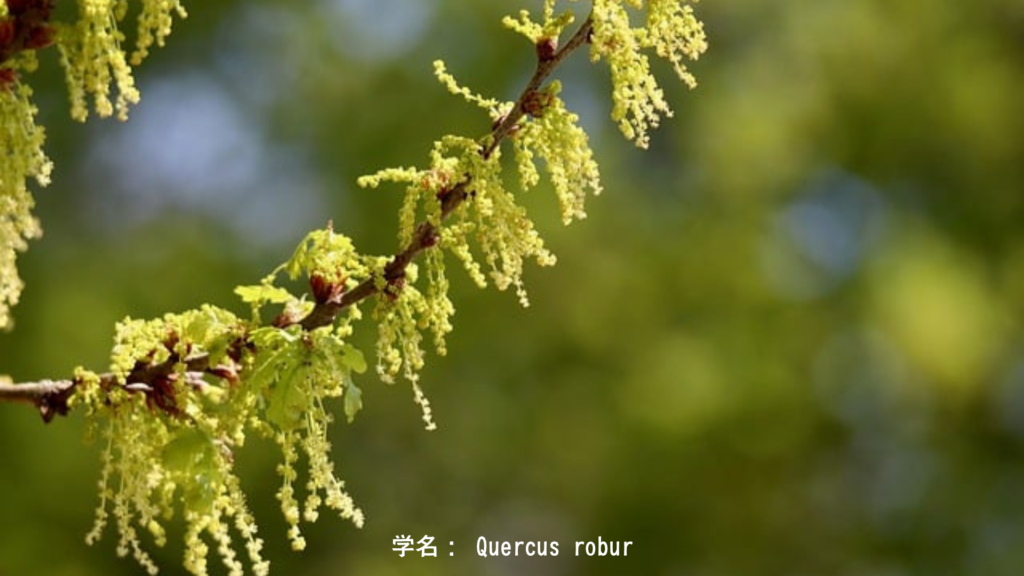 オークの花——強さとは