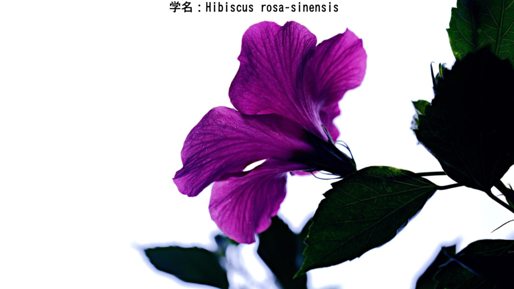 深紫のハイビスカス – ラーフの幻影を象徴する暗色の花