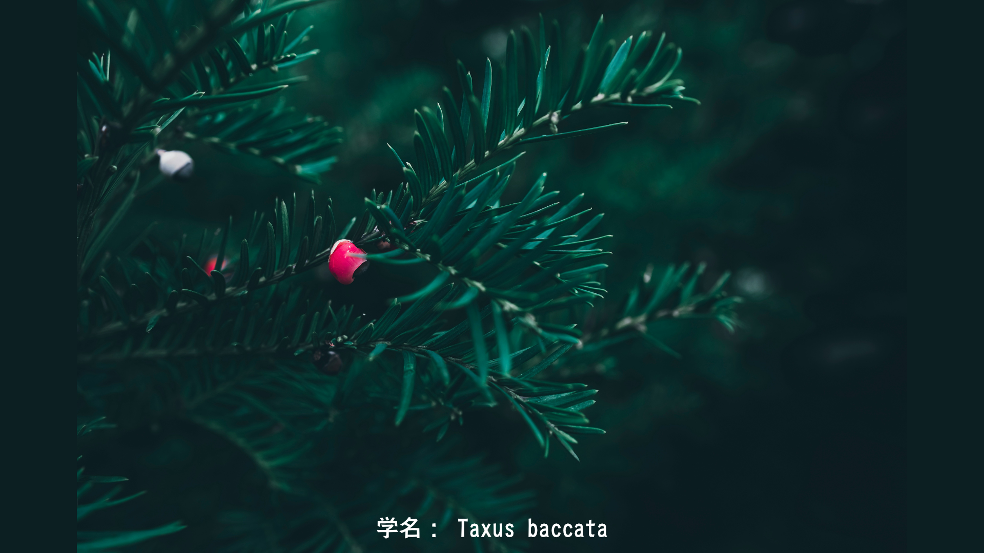 モリガンとイチイ – 戦いの女神と死と再生の木 アイキャッチ