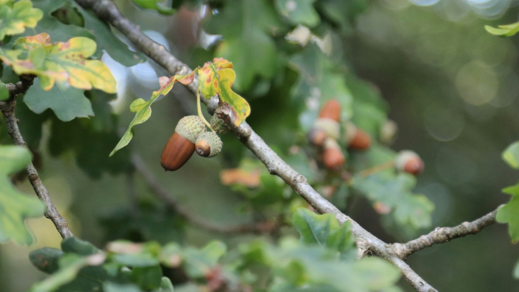 ドングリを拾う