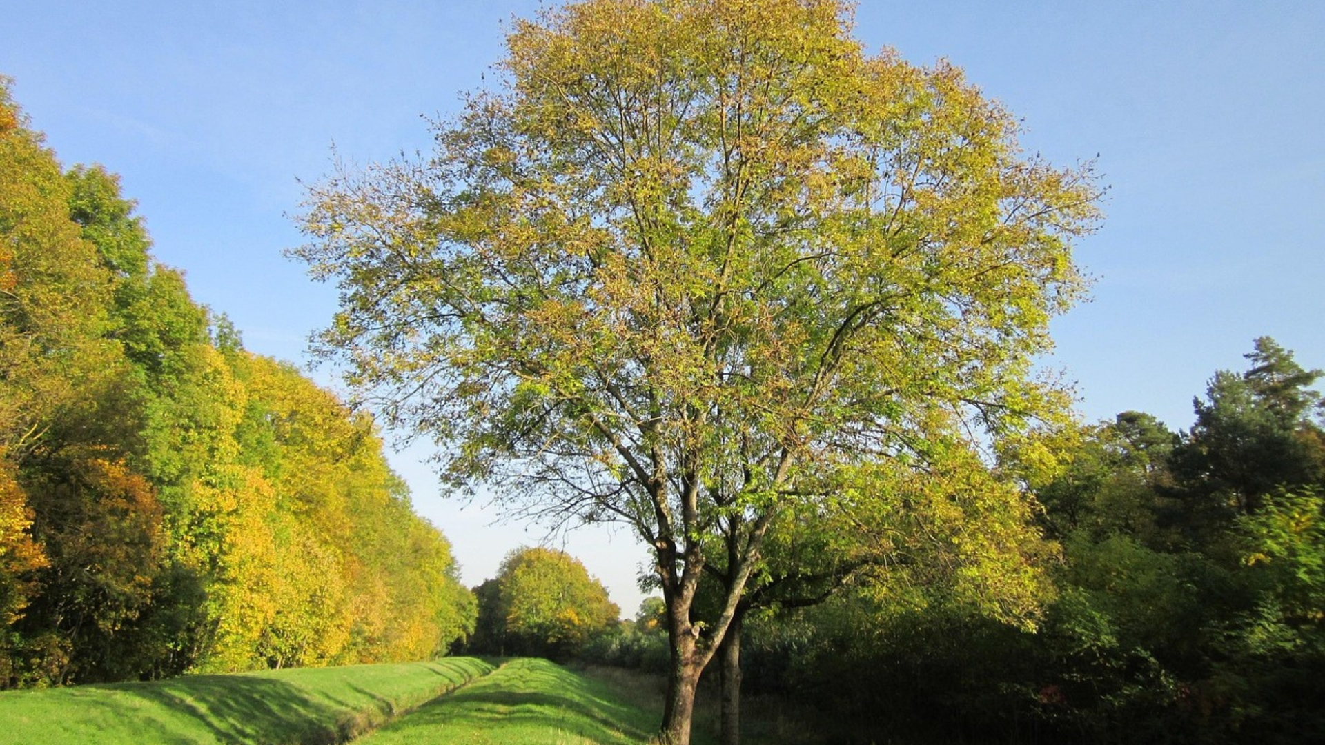 オーディンと世界樹ユグドラシル – 知恵を求めた神と宇宙を繋ぐ木　　アイキャッチ