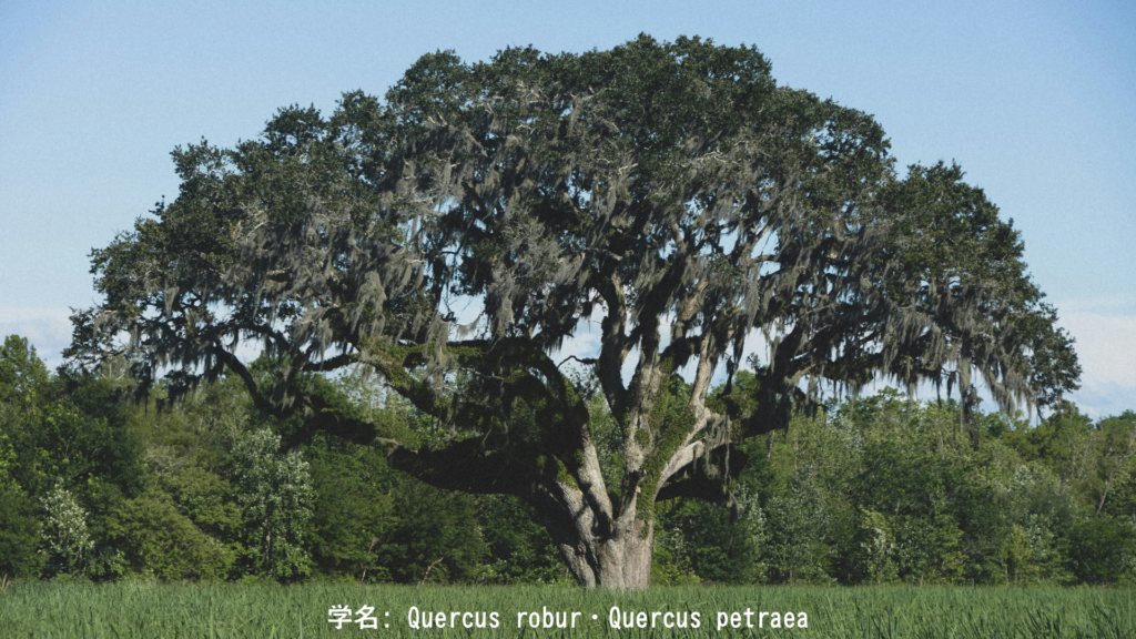 学名: Quercus robur(ヨーロッパナラ)、Quercus petraea(セシルオーク)