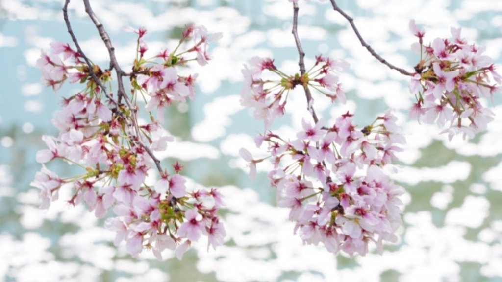 桜──高貴なる血統の記憶