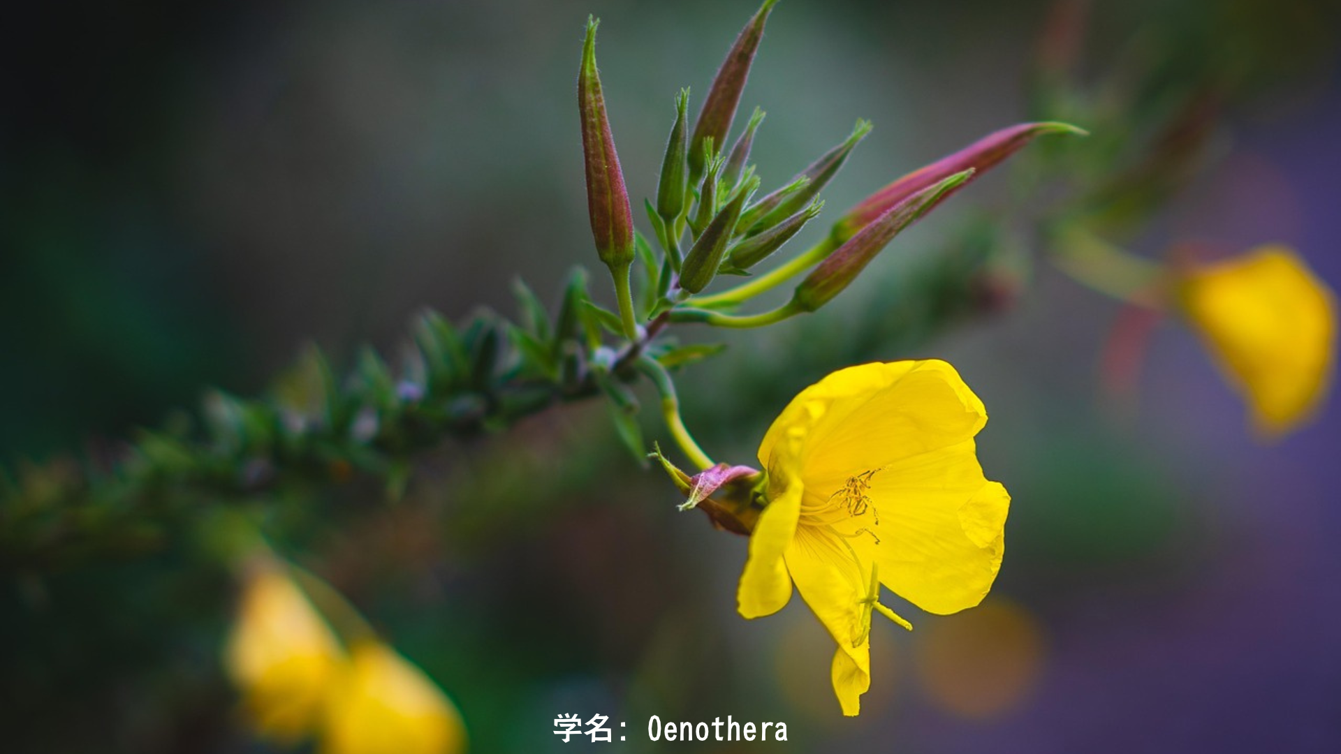 ツクヨミと月見草 – 夜を統べる神と静寂の花の物語