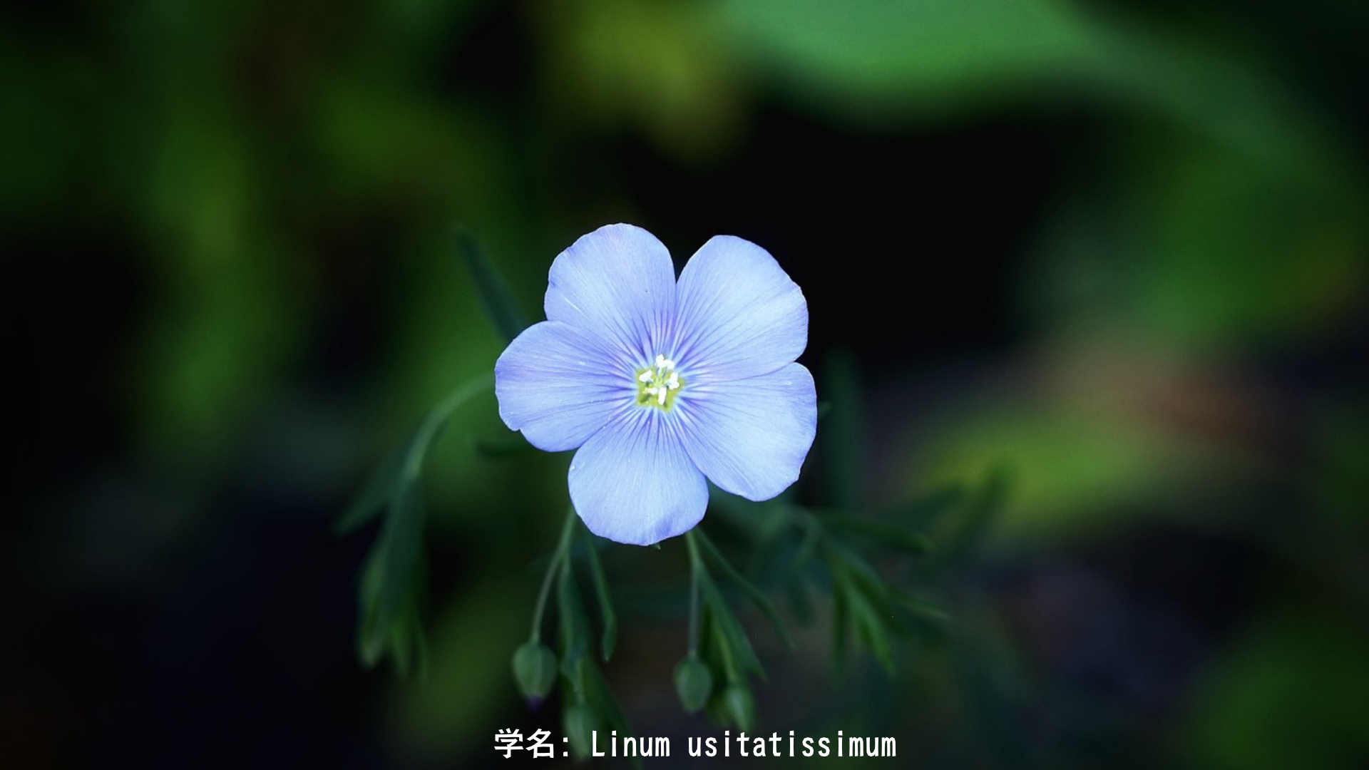 フリッグと亜麻 – 運命を紡ぐ母なる女神と青い花の物語　アイキャッチ