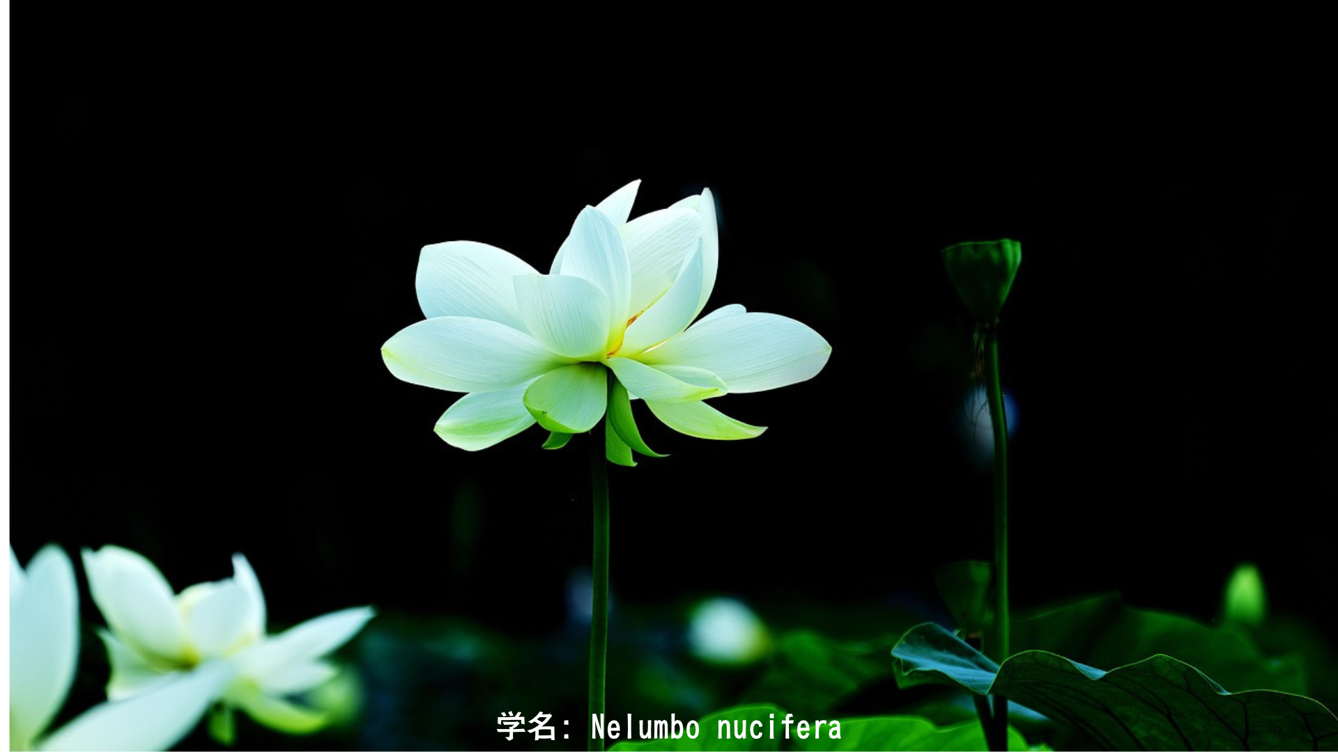 セオリツヒメと蓮 – 流れる水の女神と、泥の中に咲く清浄の花 　アイキャッチ