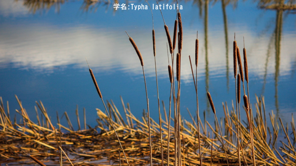 ガマ(蒲)──水辺の癒しの植物