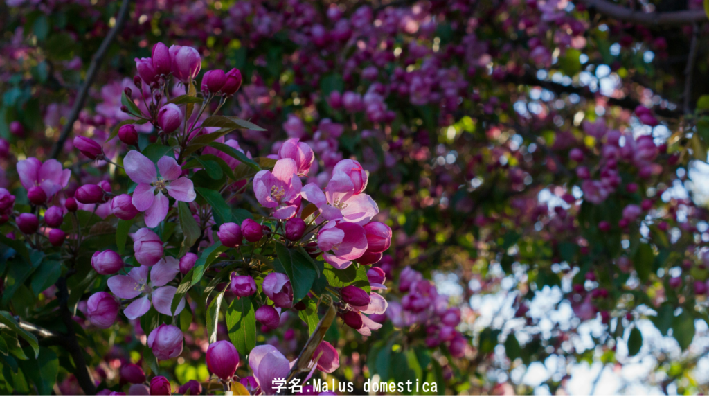 リンゴの花 –ピンクの五弁花