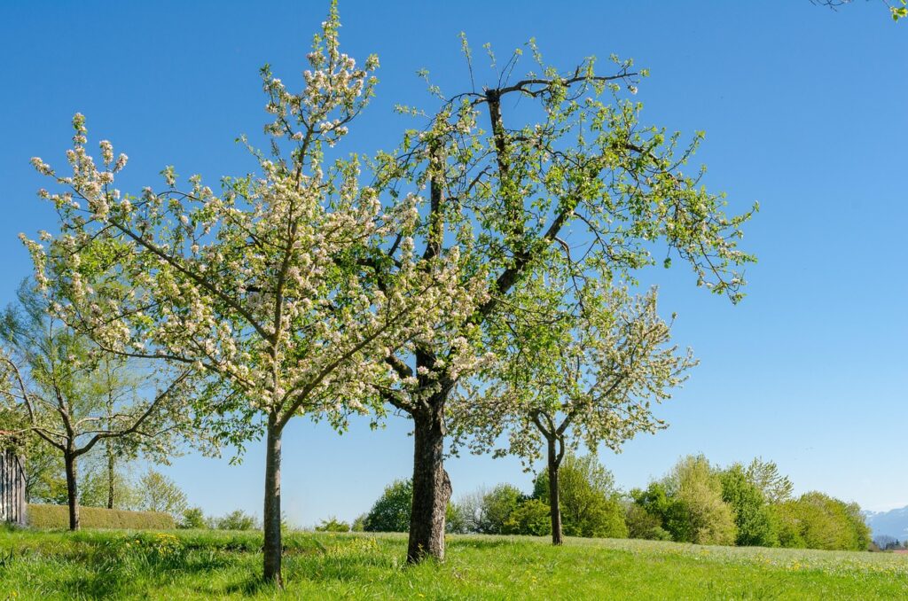 りんごの木、春のイメージ