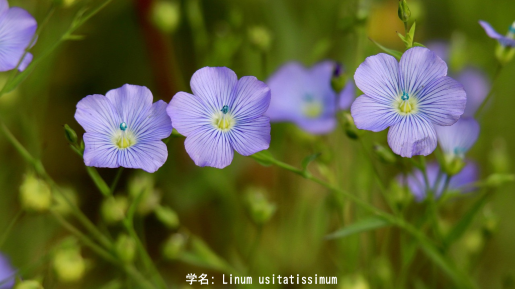 亜麻の青い花