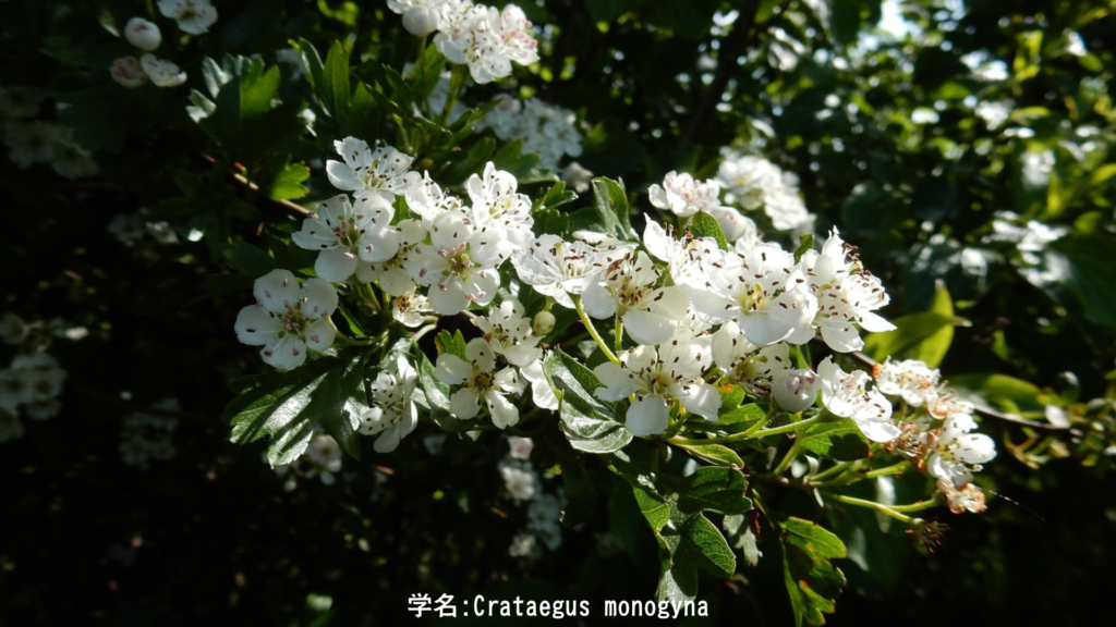 ホーソーン（サンザシ）の白い花 – 五月の木