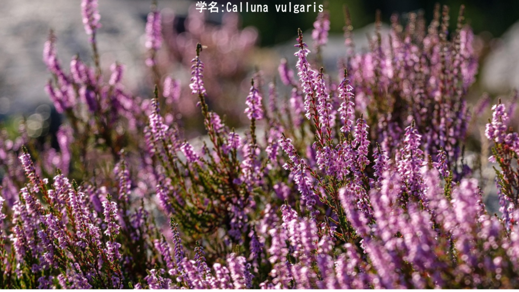 カルーナ・ブルガリス(Calluna vulgaris)