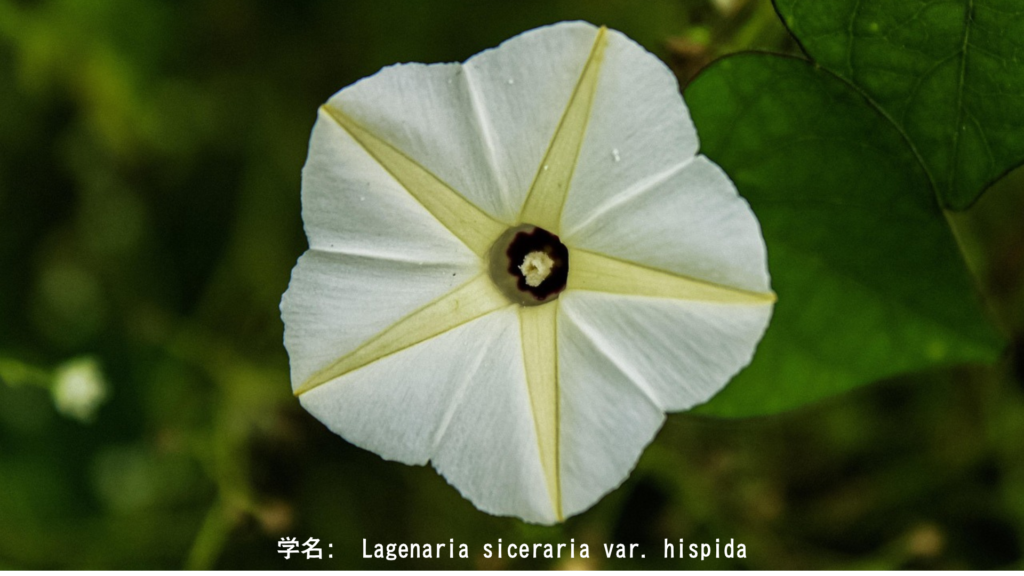 夕顔(ユウガオ) – 白い夕暮れの花