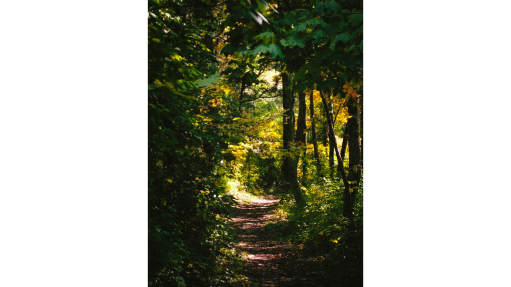 オークの森を歩く