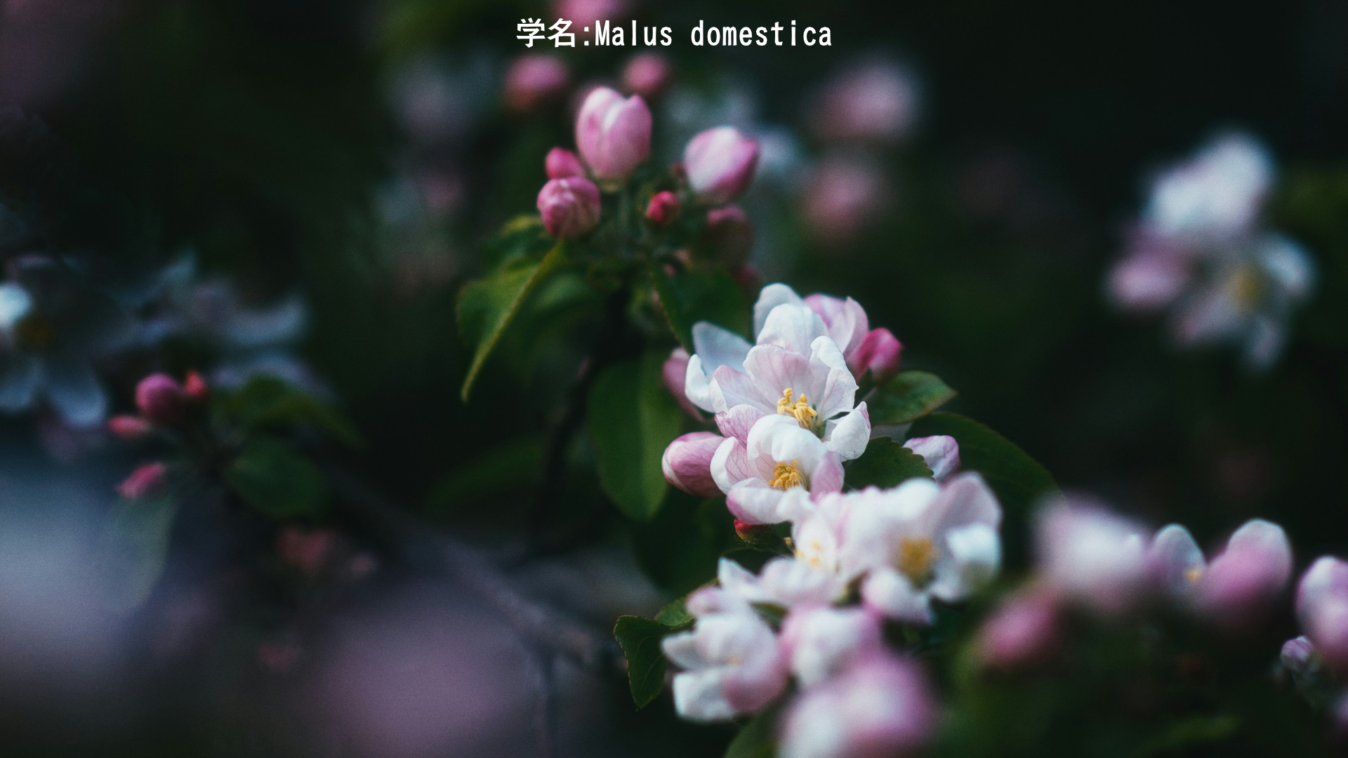 【ケルト神話】アンガスとリンゴの花 – 愛の神と永遠の夢　アイキャッチ