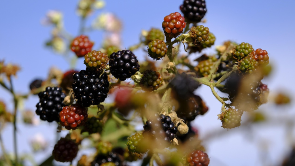 フリッグの他の聖なる植物 ベリー類