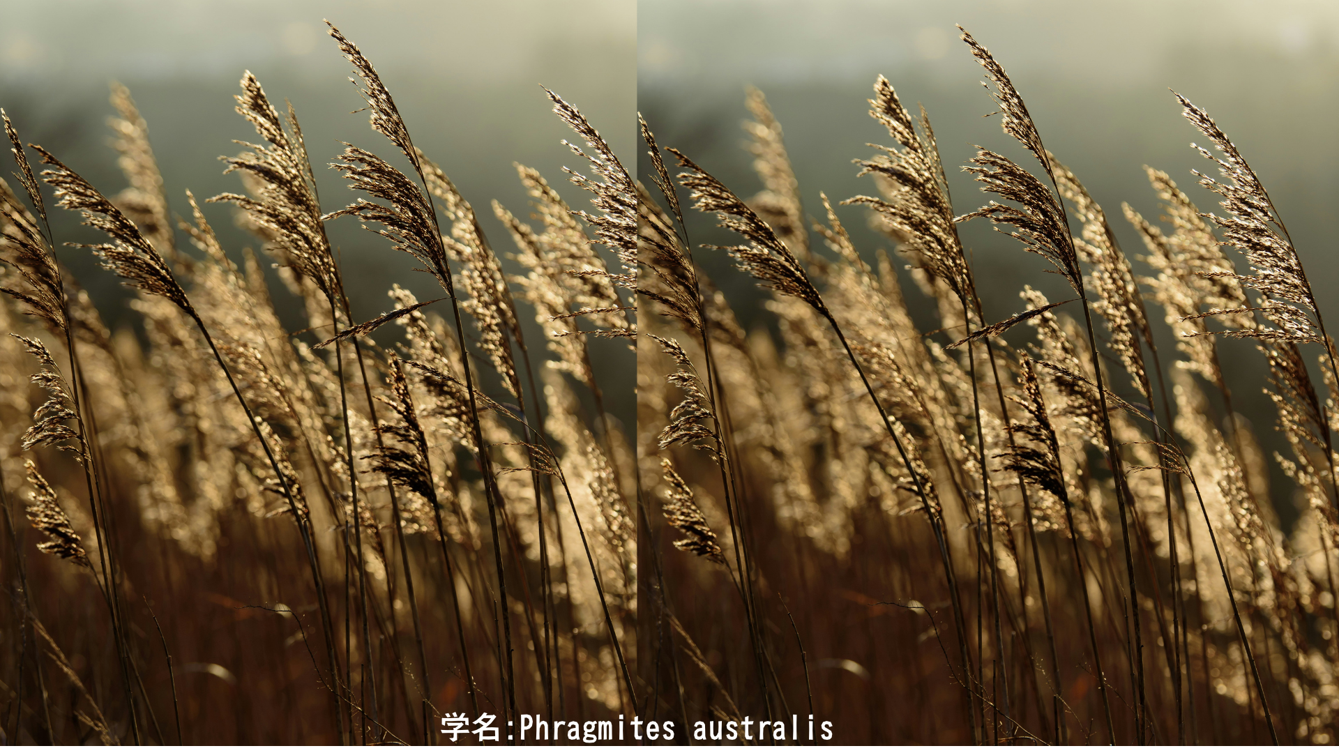 【日本神話】国常立尊と葦：国土の始まりを告げる神と、生命の最初の芽　アイキャッチ