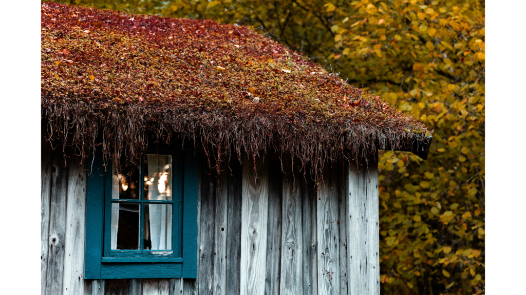 茅葺(かやぶき)屋根
