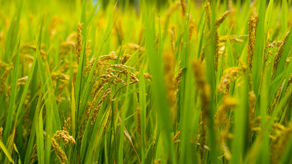 葦原から稲田へ
