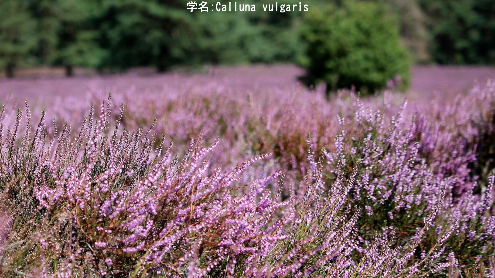 【北欧神話】ヘイムダルとヒース – 虹の橋の守護者と荒野の花　アイキャッチ