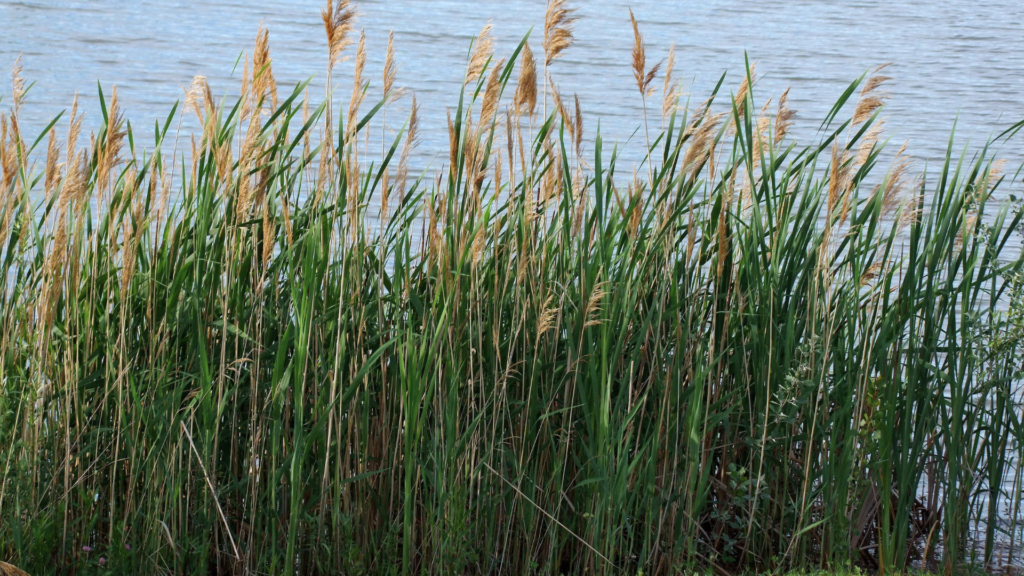 豊葦原瑞穂国──葦と稲の国