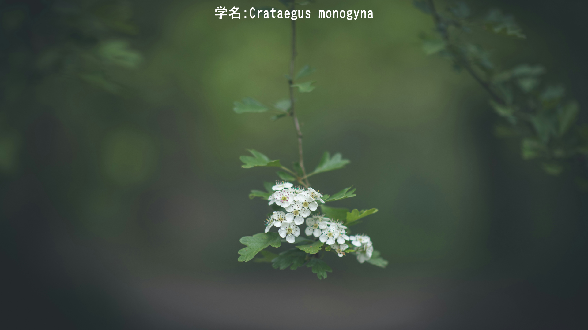 【ケルト神話】グウィン・アプ・ヌッズとホーソン：妖精の王と白い花の物語　アイキャッチ