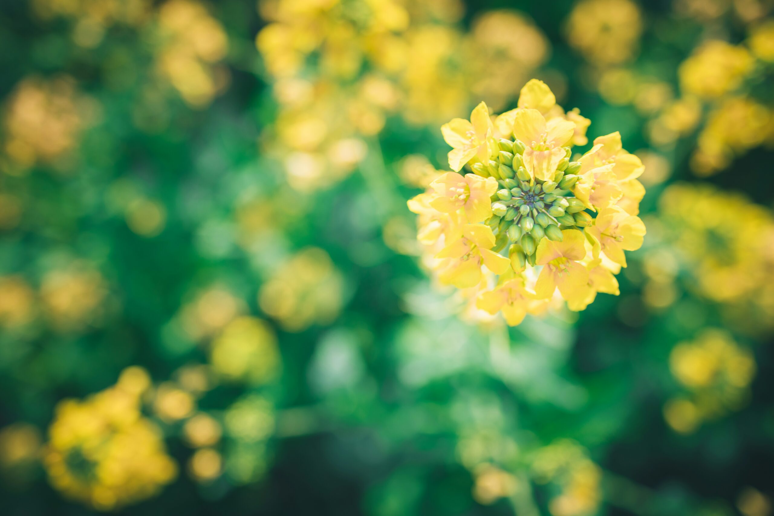 【日本神話】佐保姫と春の花々：霞の衣を織り、柳を染め、春を司る女神　アイキャッチ