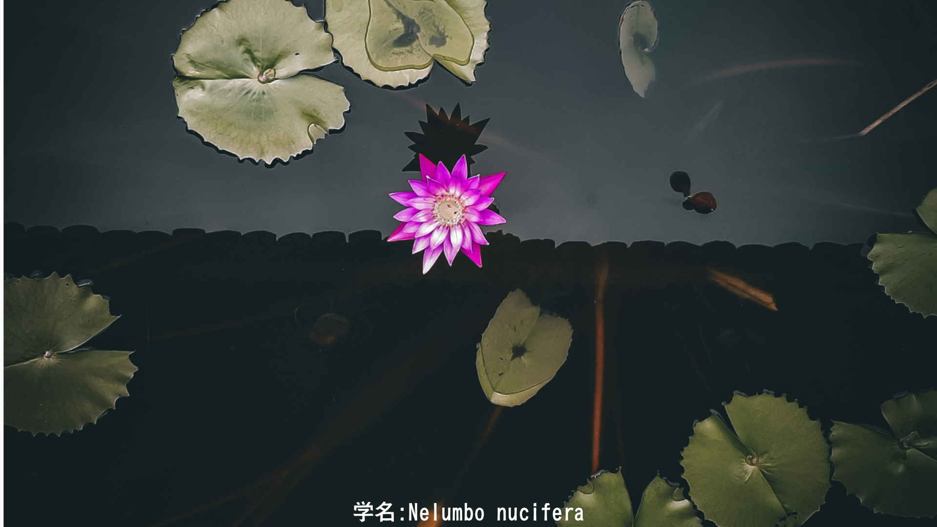 インドラと蓮の物語 — 雷霆の神と天界の花　アイキャッチ