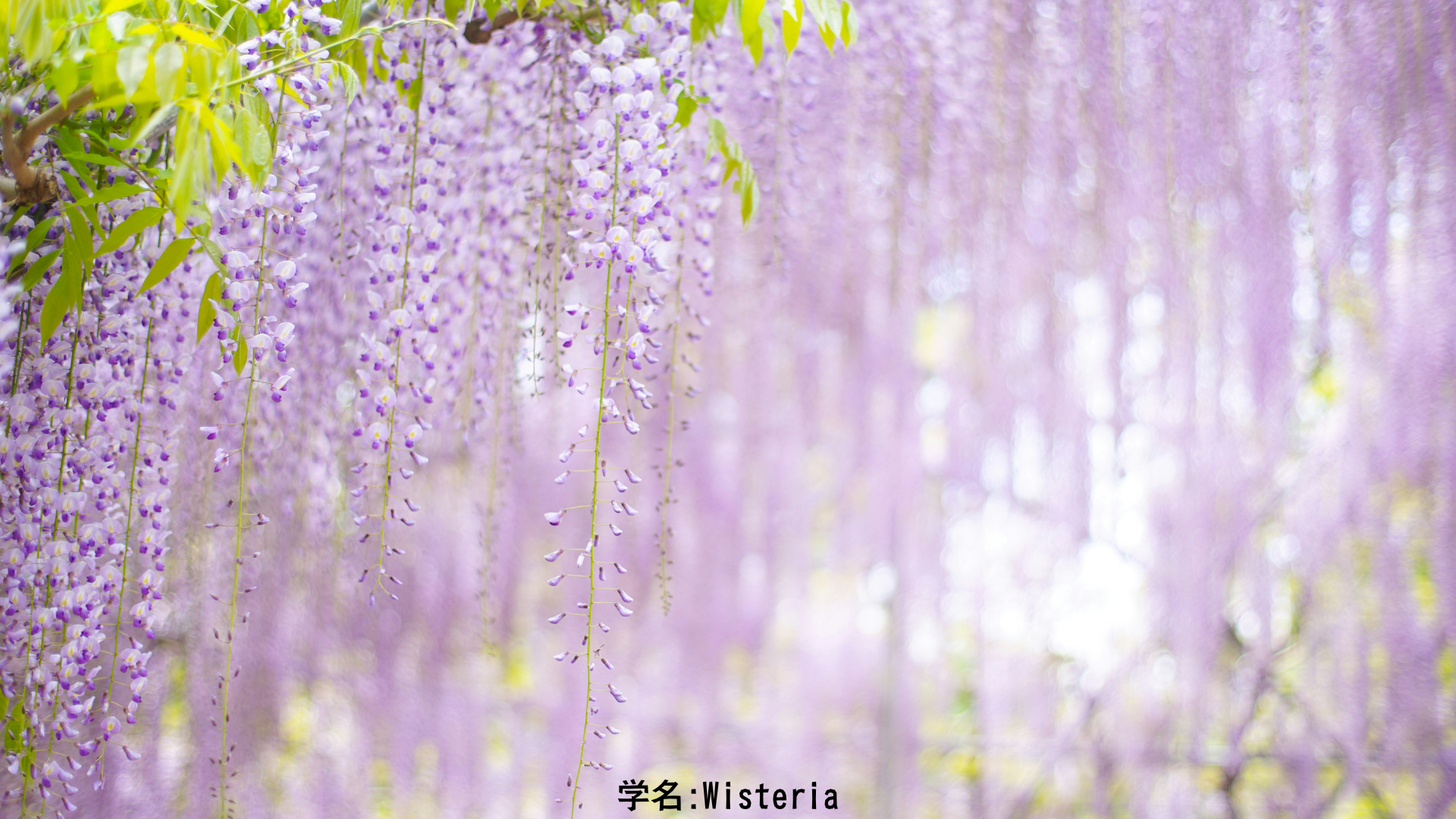 天児屋命と藤 — 祝詞の神と天を目指す花　アイキャッチ
