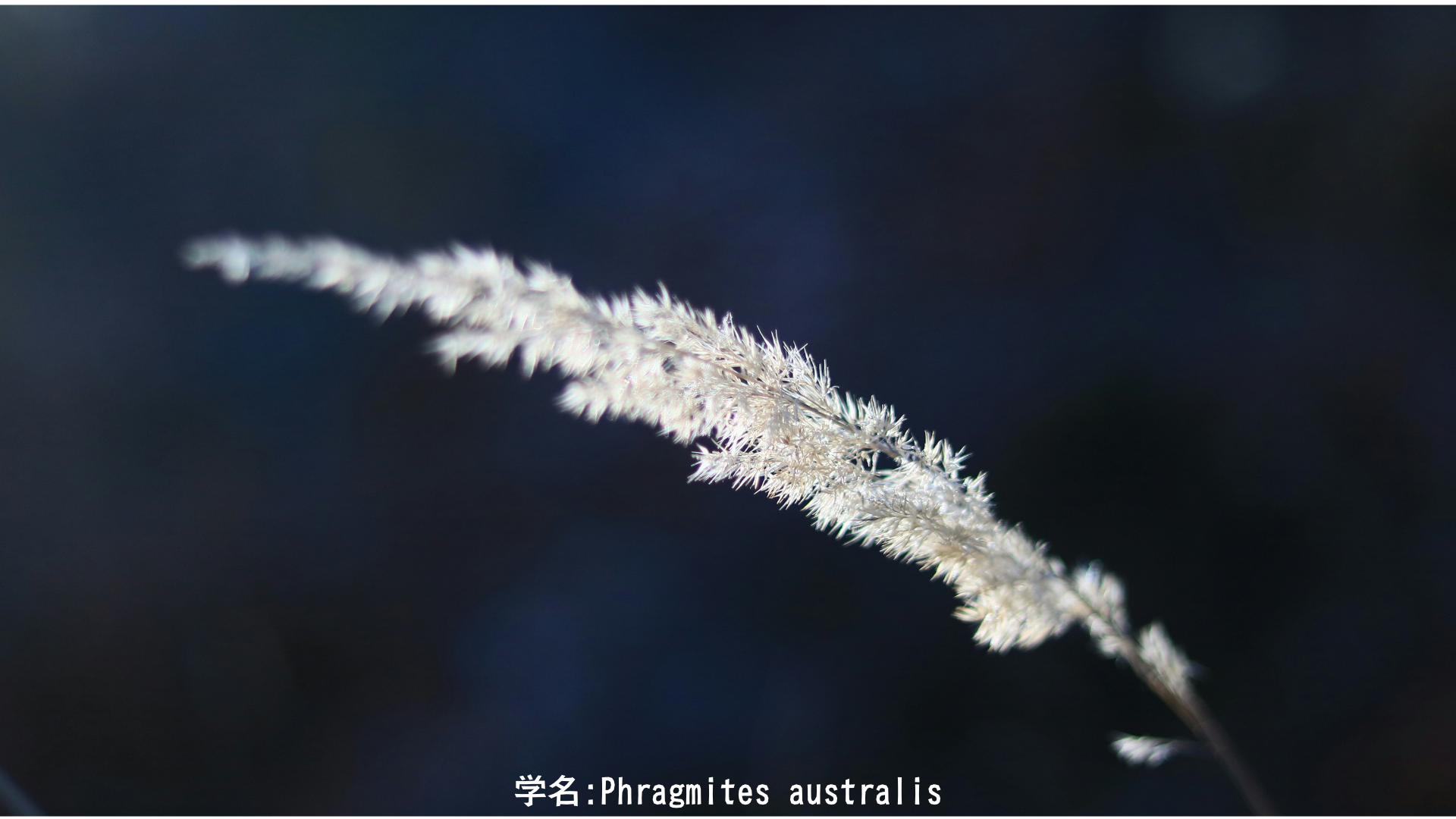 【日本神話】スサノオと葦 — 嵐の神と葦原に芽吹く生命