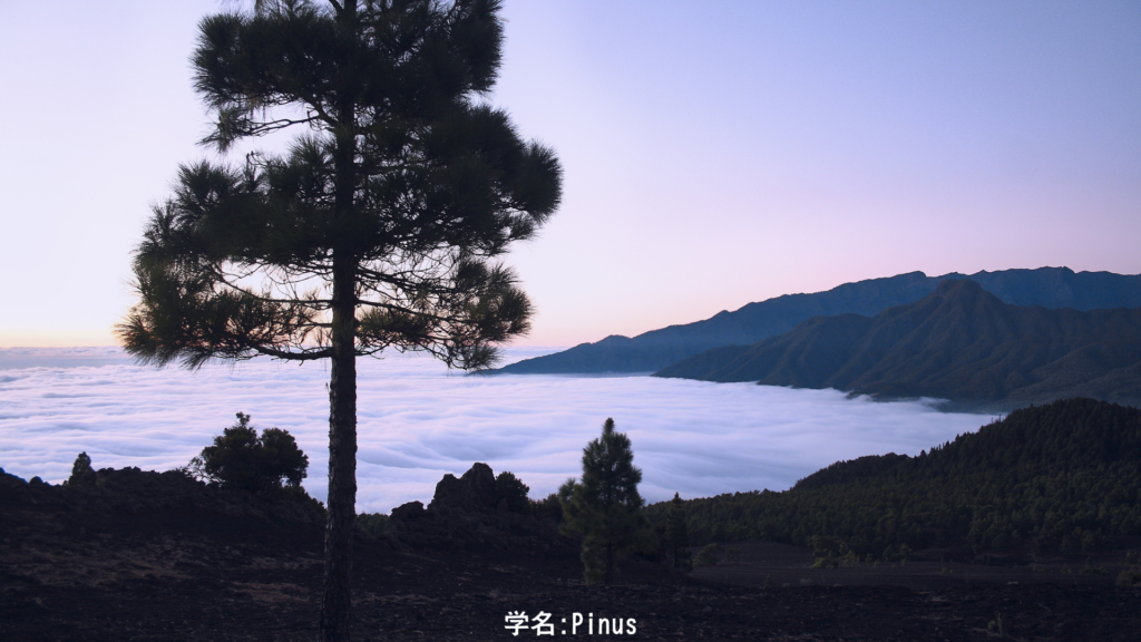 松の木 海岸の道標
