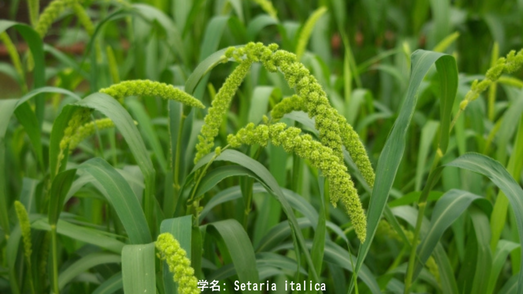  Setaria italica