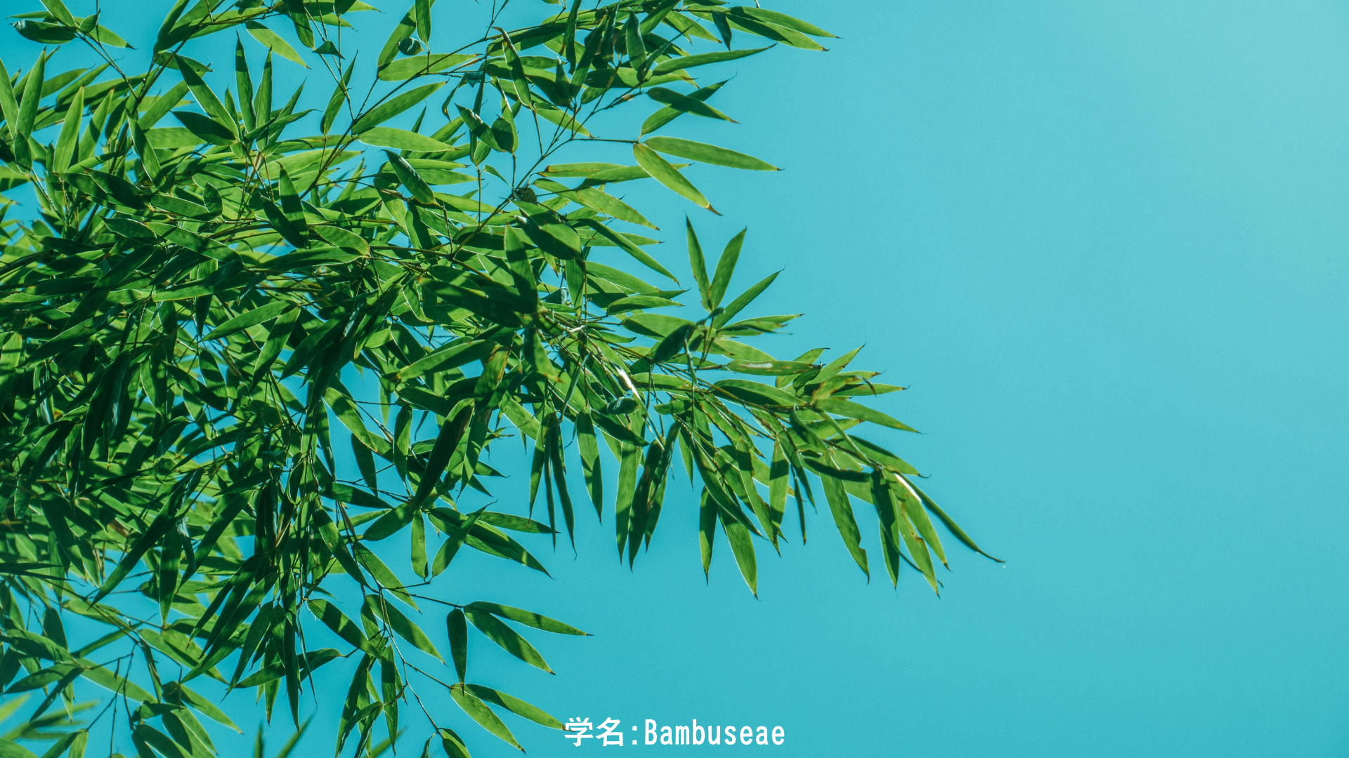 【日本神話】天宇受売命と笹 — 舞踏の女神と神を招く音　アイキャッチ