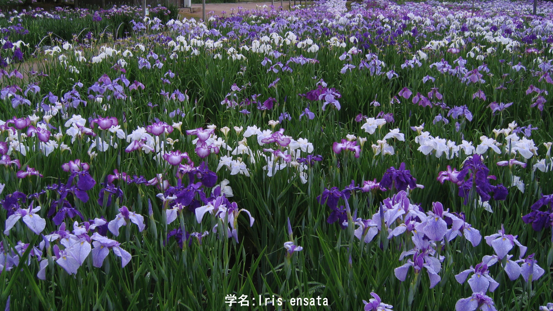 【日本神話】市杵島姫命 — 剣の霧から生まれた水の女神と、水辺に宿る花の物語　アイキャッチ