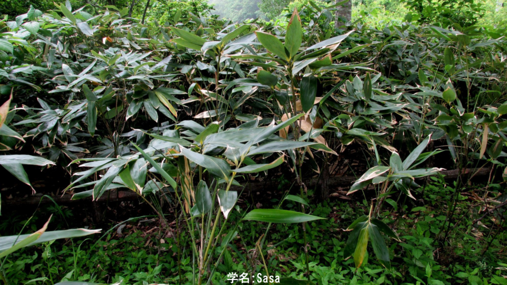 笹──神を招く音を奏でる植物