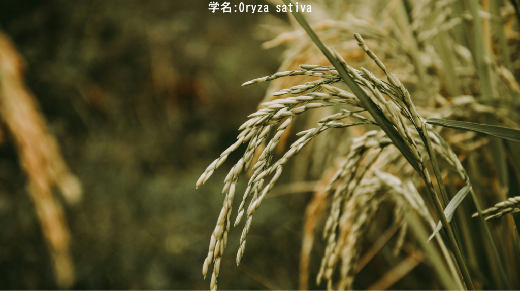 Oryza sativa