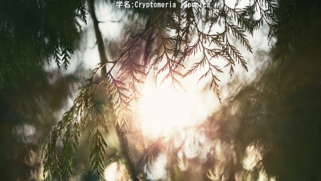 杉の巨木 真っすぐ天を指す