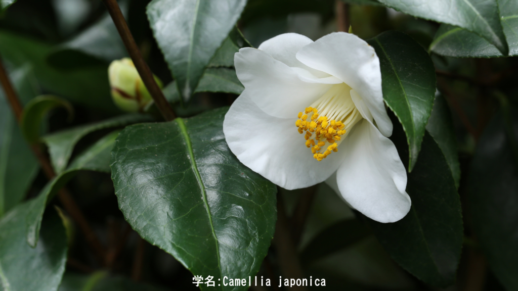 白椿（シロツバキ）